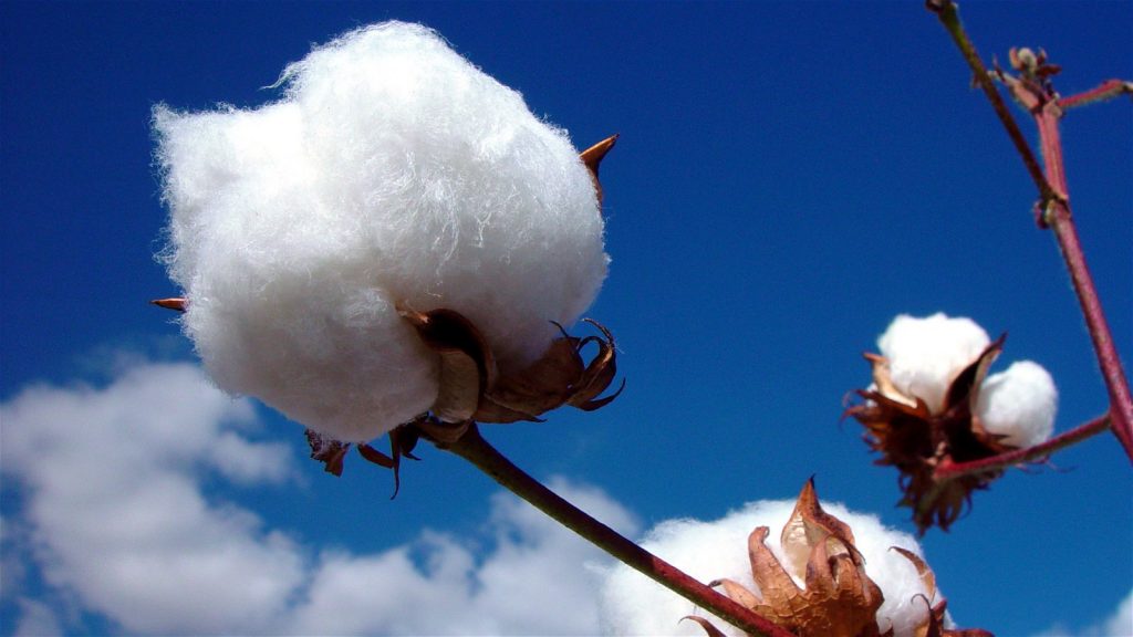 Why Is Cotton Better For Your Skin 1024x576